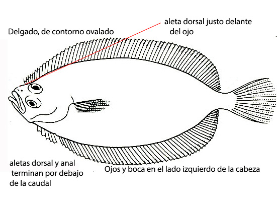 Phrynorhombus norvegicus_01.jpg
